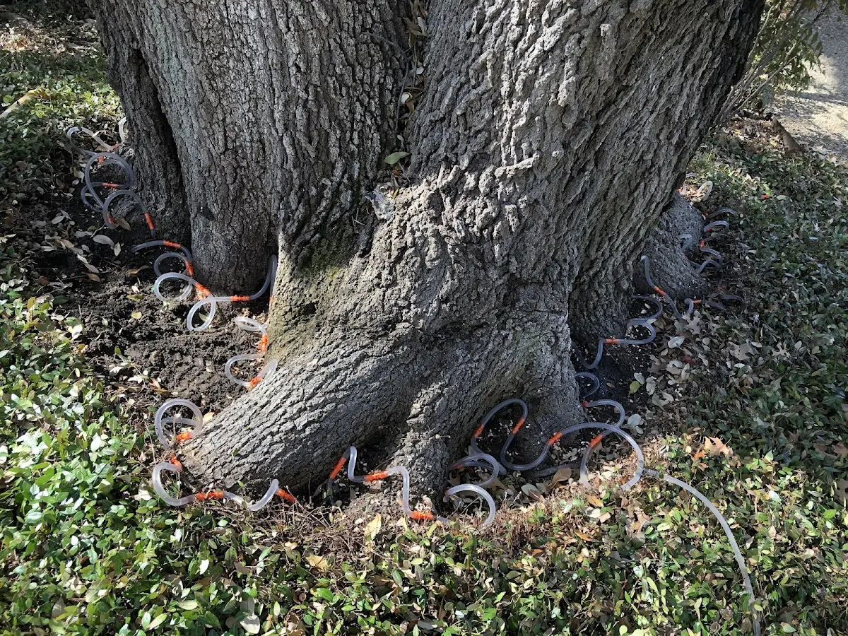 Detailed Tree Cabling and Bracing job site in Mantachie