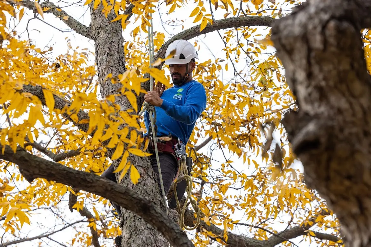 Skilled Tree Pruning crew working in Mantachie